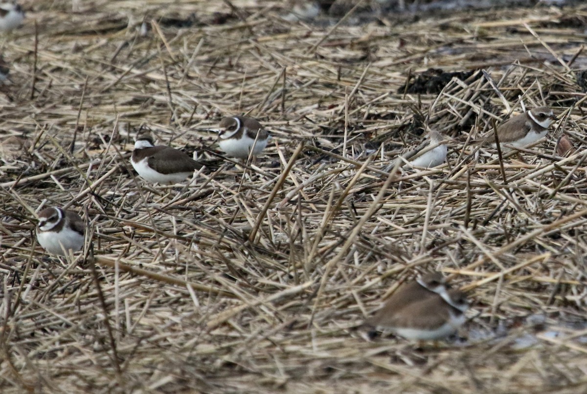 Semipalmated Plover - ML609946580