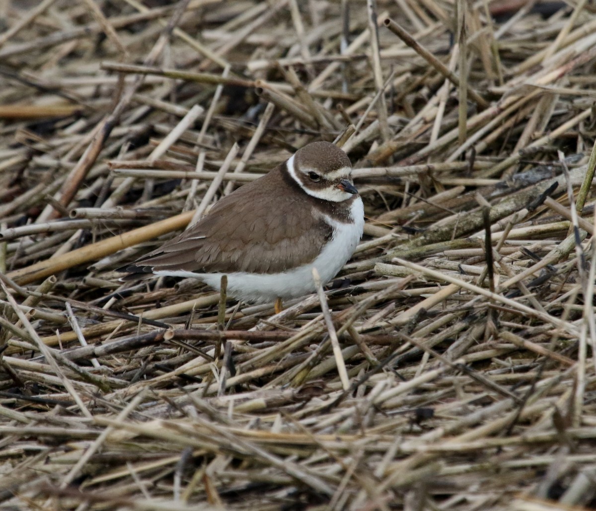 Semipalmated Plover - ML609946581