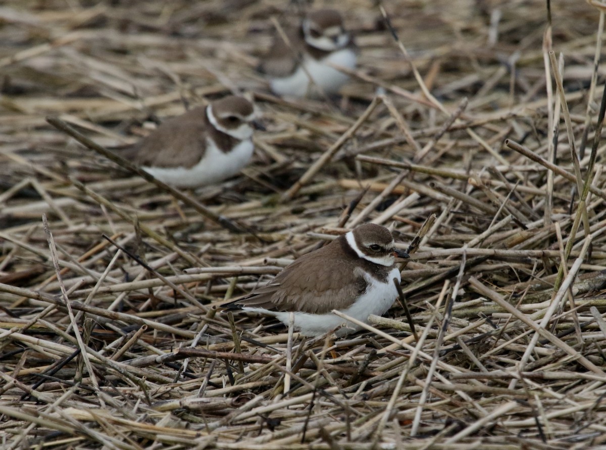 Semipalmated Plover - ML609946585