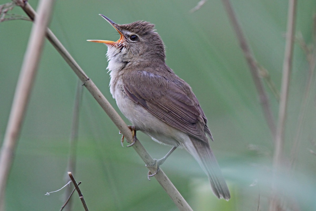 Blyth's Reed Warbler - ML60994661