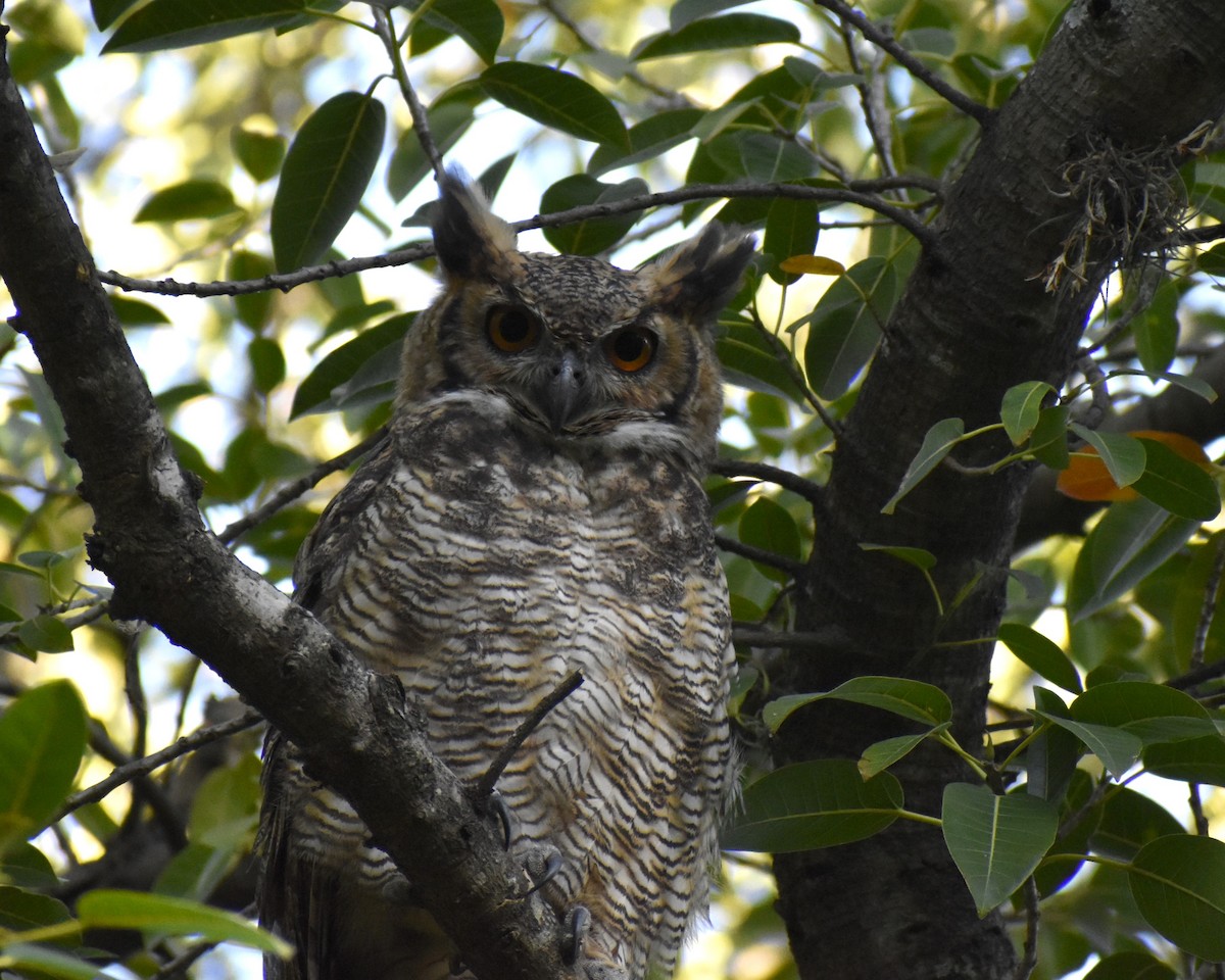 Great Horned Owl - ML609946751