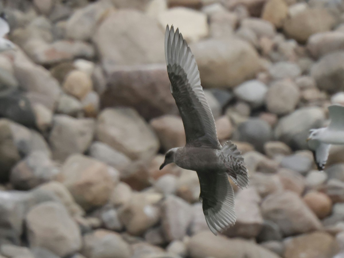 Iceland Gull (Thayer's) - ML609946808