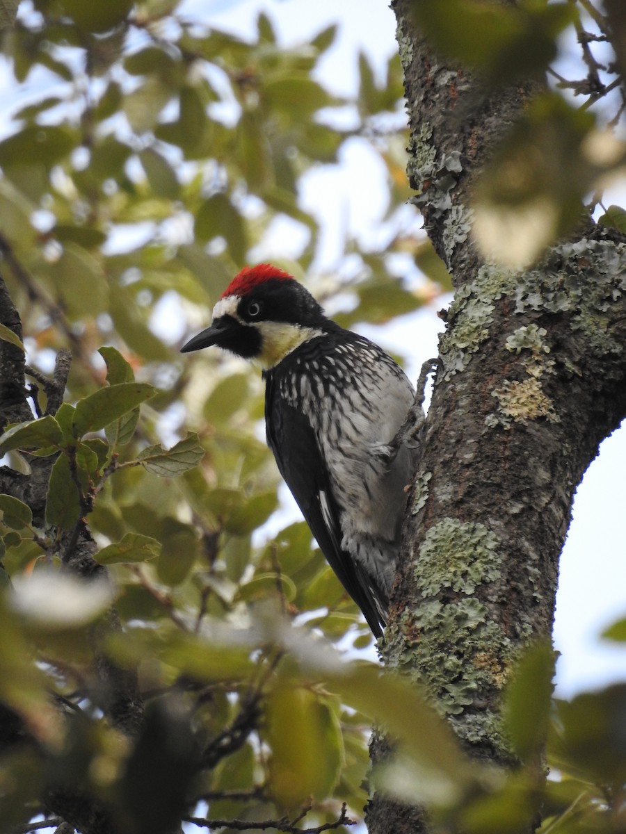 Acorn Woodpecker - ML609946819