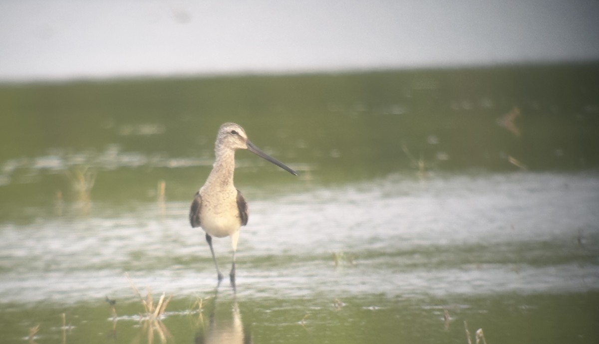 Asian Dowitcher - ML609946829