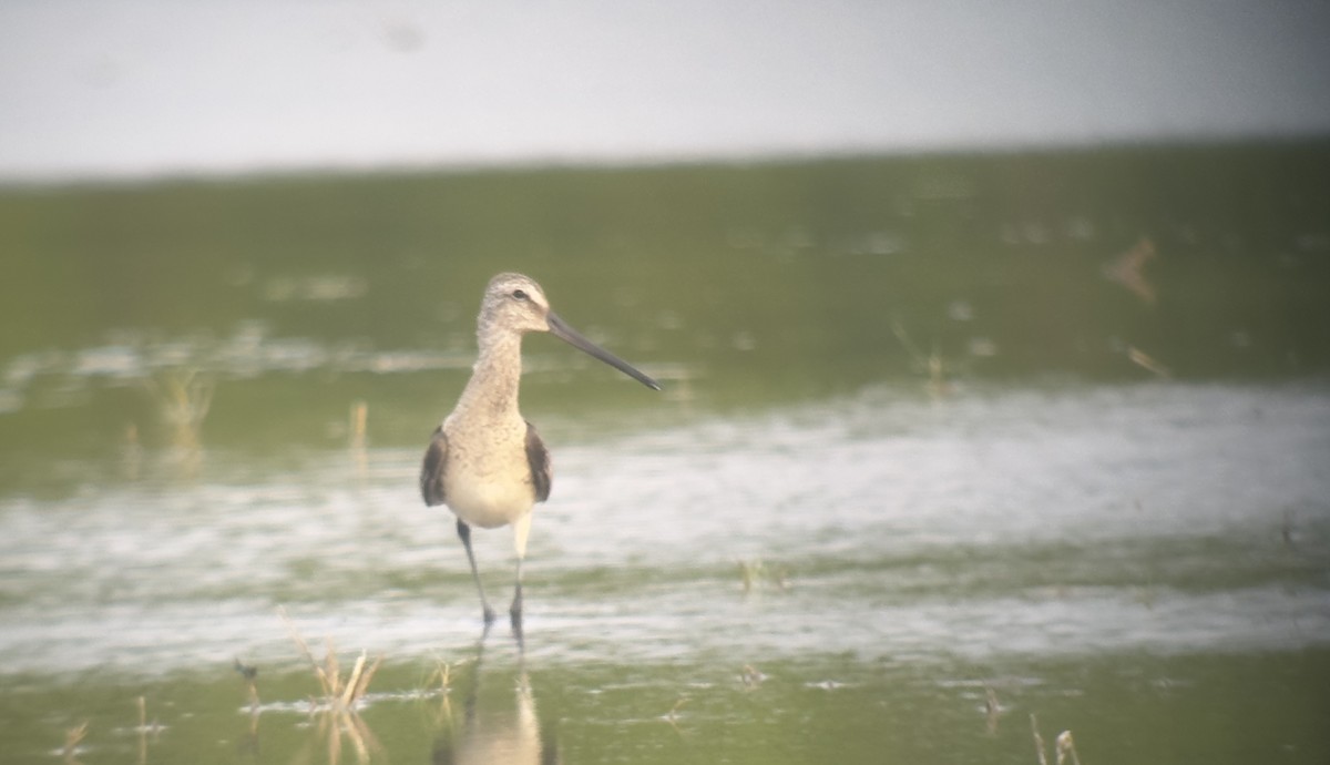 Asian Dowitcher - Adrian Boyle