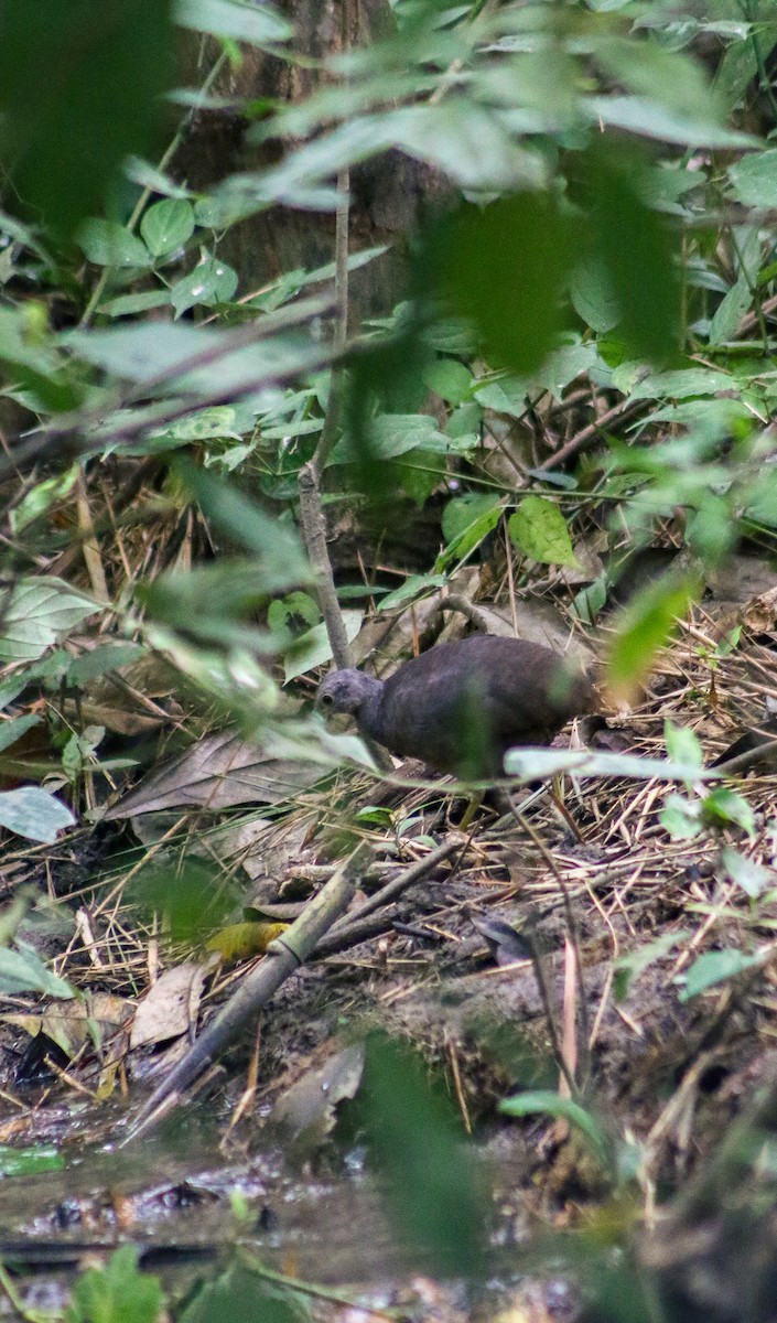 Little Tinamou - ML609946849