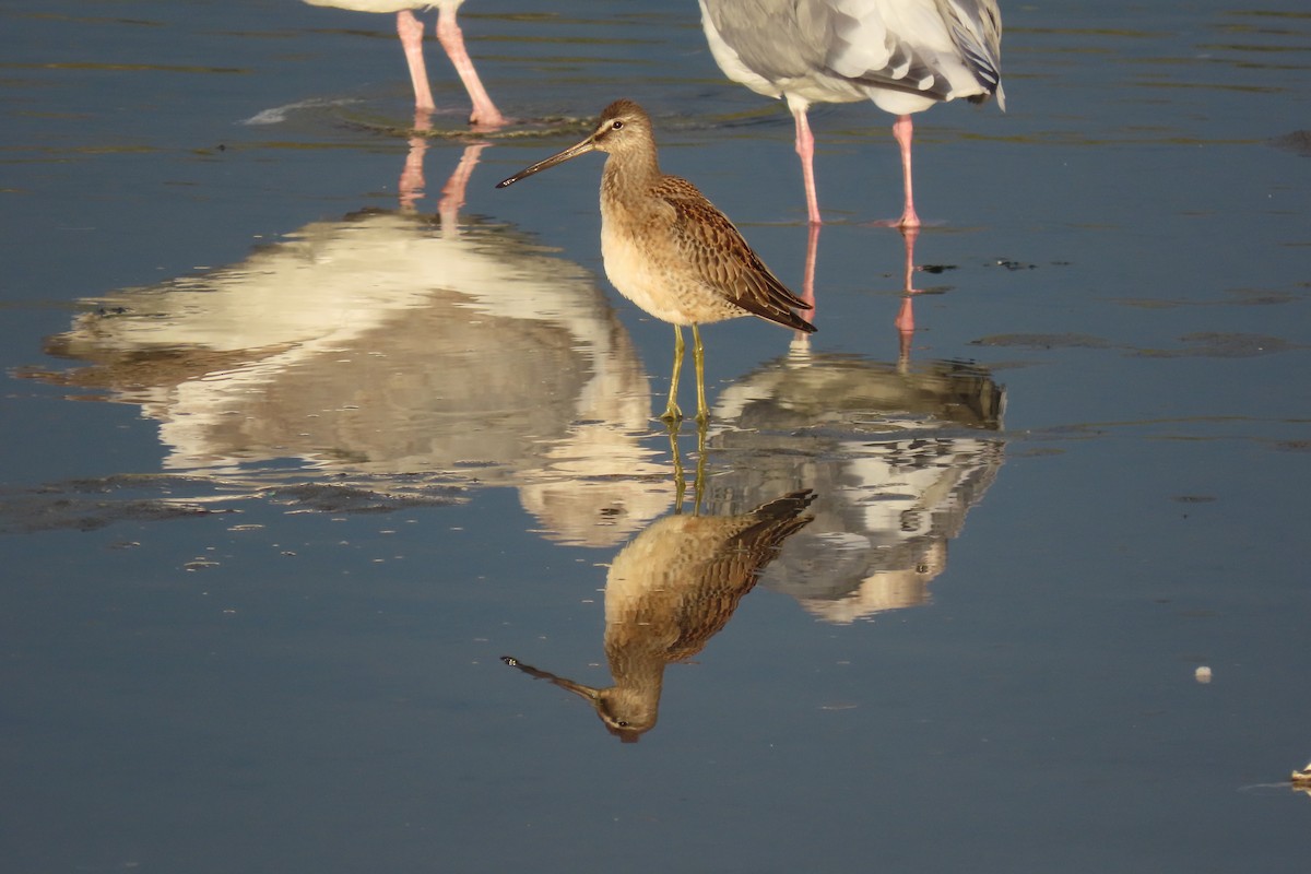 Long-billed Dowitcher - ML609946873