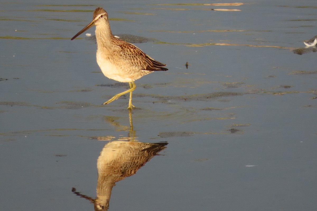 Long-billed Dowitcher - ML609946897