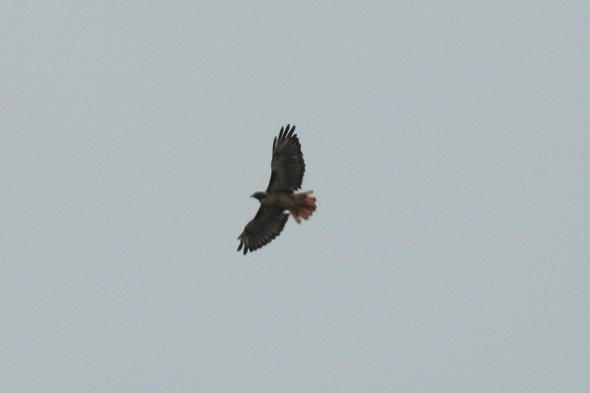 Red-tailed Hawk - ML609946916