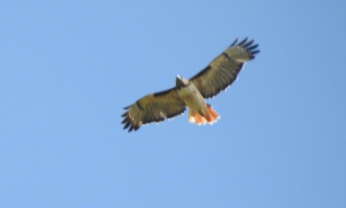 Red-tailed Hawk - ML609946917