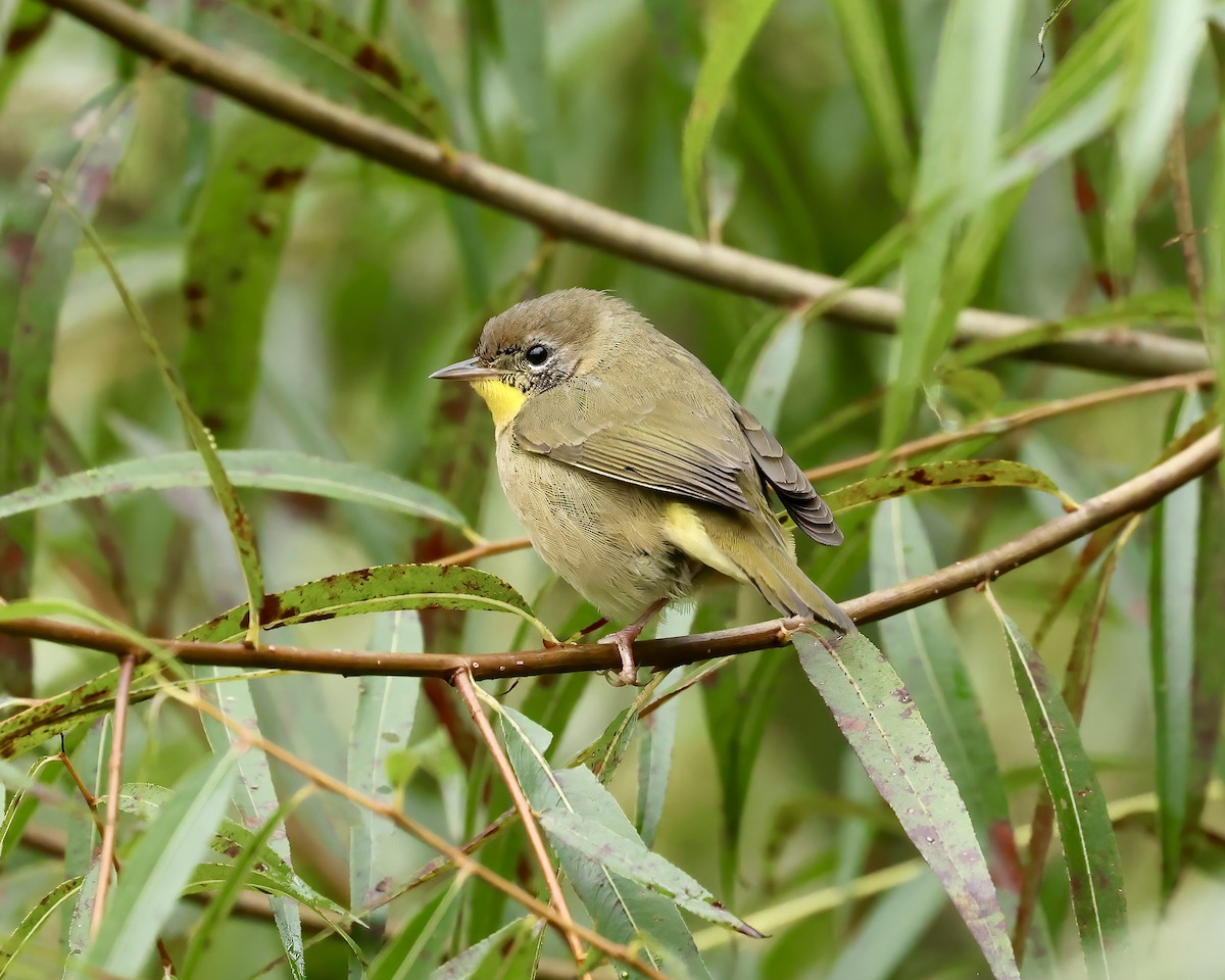 Common Yellowthroat - ML609946934