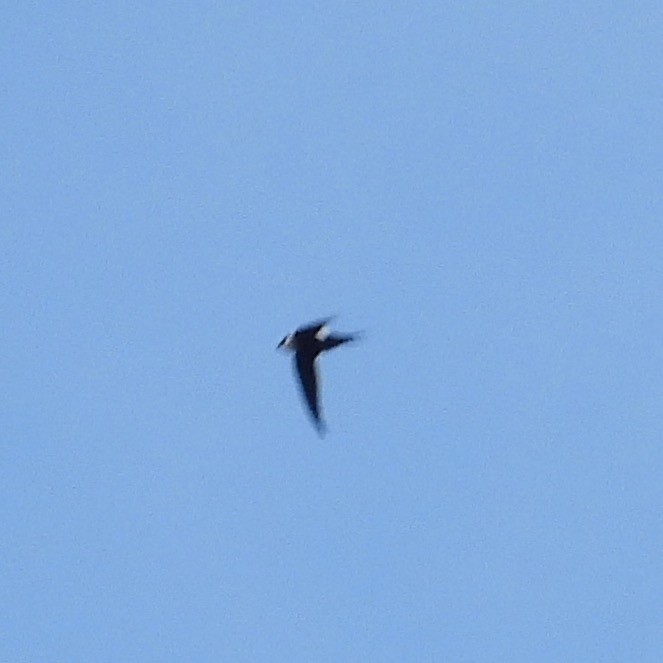 Lesser Swallow-tailed Swift - ML609946947