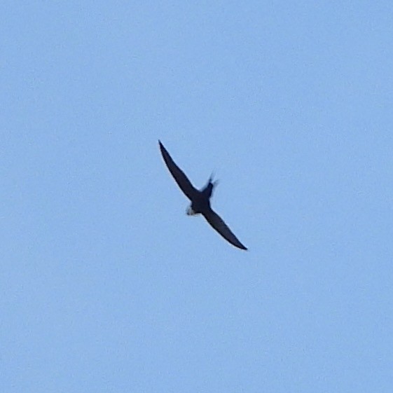 Lesser Swallow-tailed Swift - ML609946949