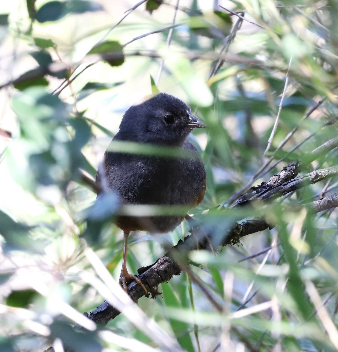 Ochre-flanked Tapaculo - ML609946968