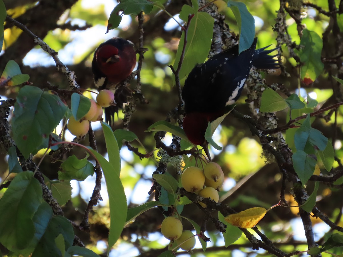 Red-breasted Sapsucker - ML609946998