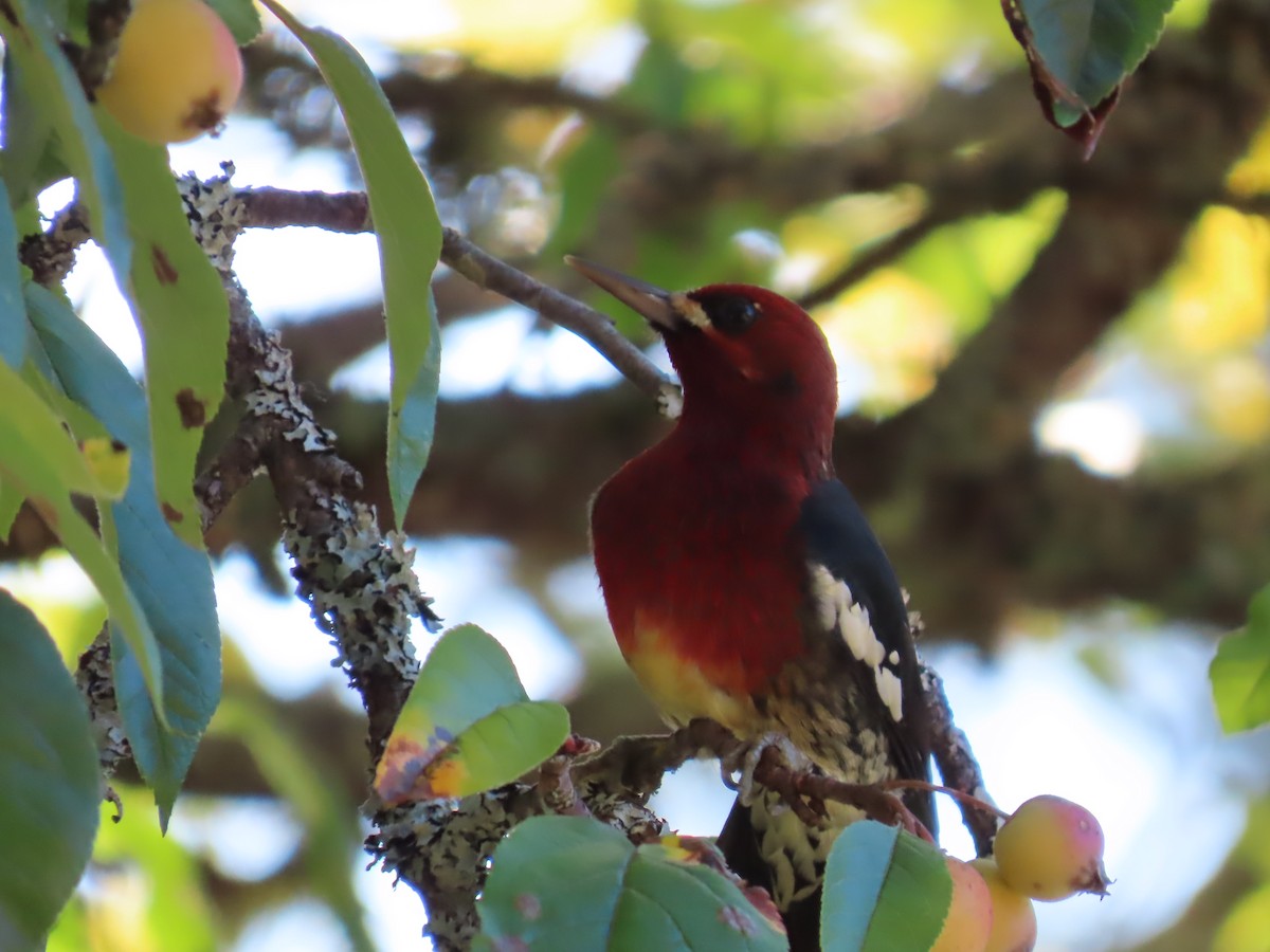 Red-breasted Sapsucker - ML609947028