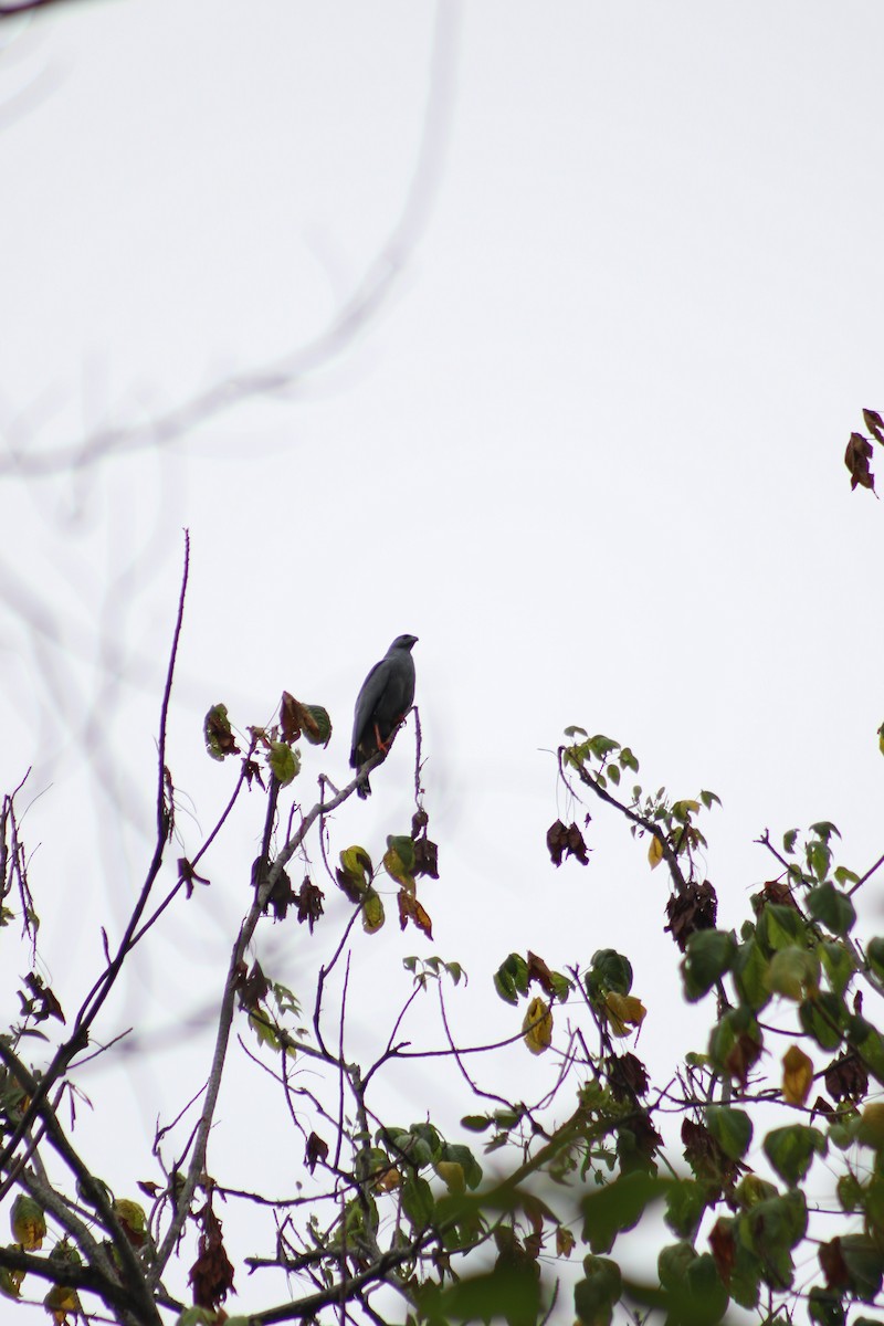 Crane Hawk - ML609947056