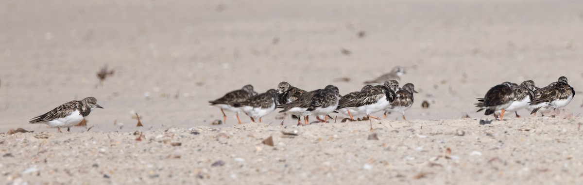 Ruddy Turnstone - ML609947128