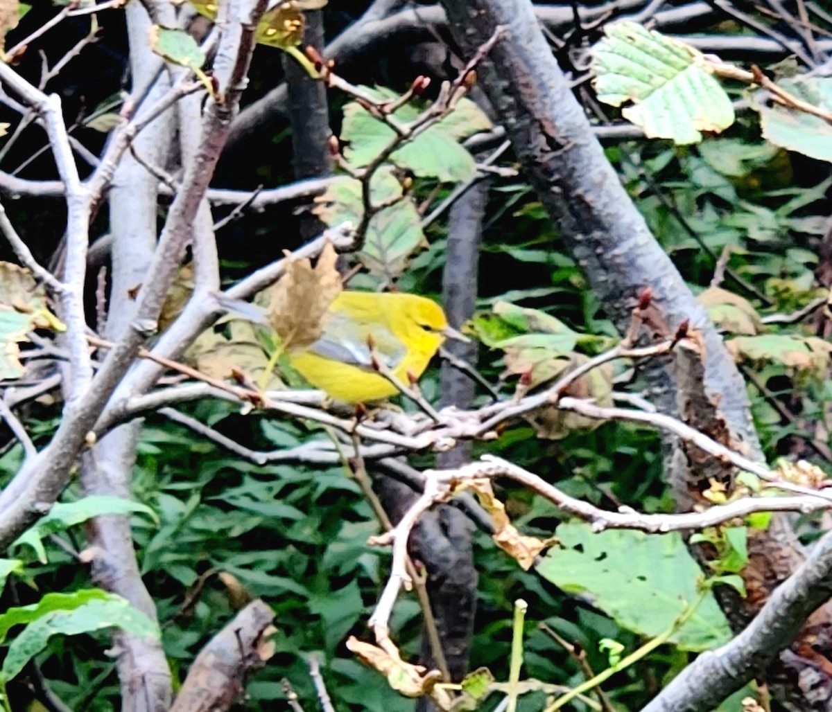 Blue-winged Warbler - ML609947198