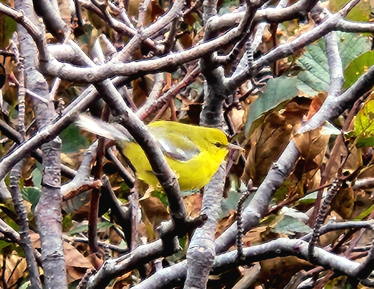 Blue-winged Warbler - ML609947205