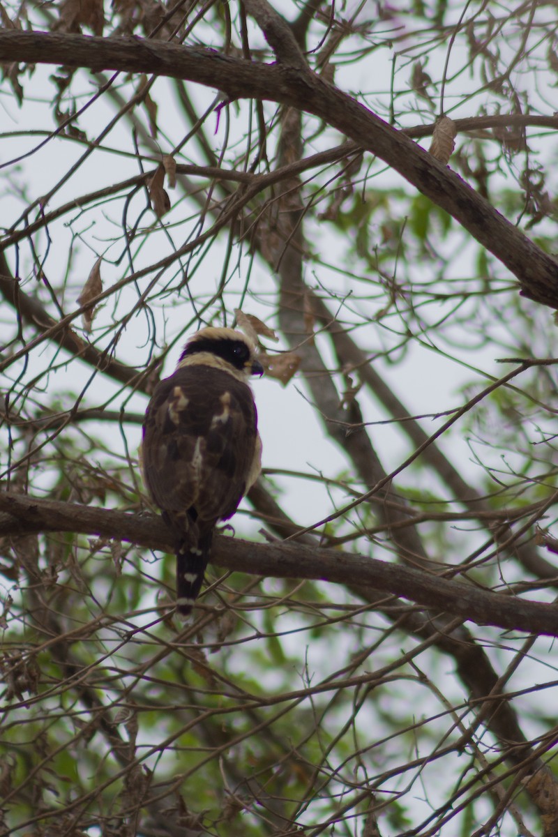Laughing Falcon - ML609947208