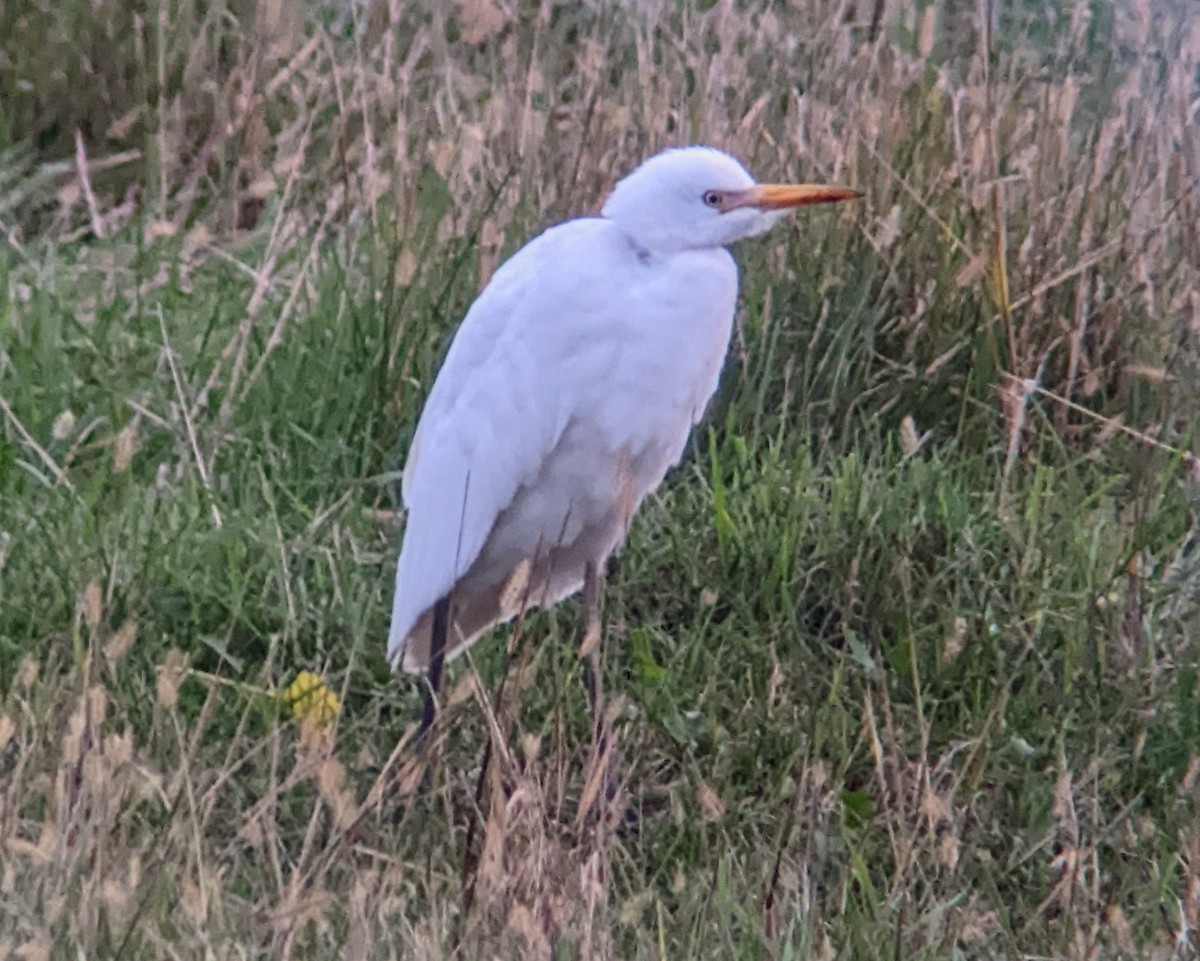 Western Cattle-Egret - ML609947248