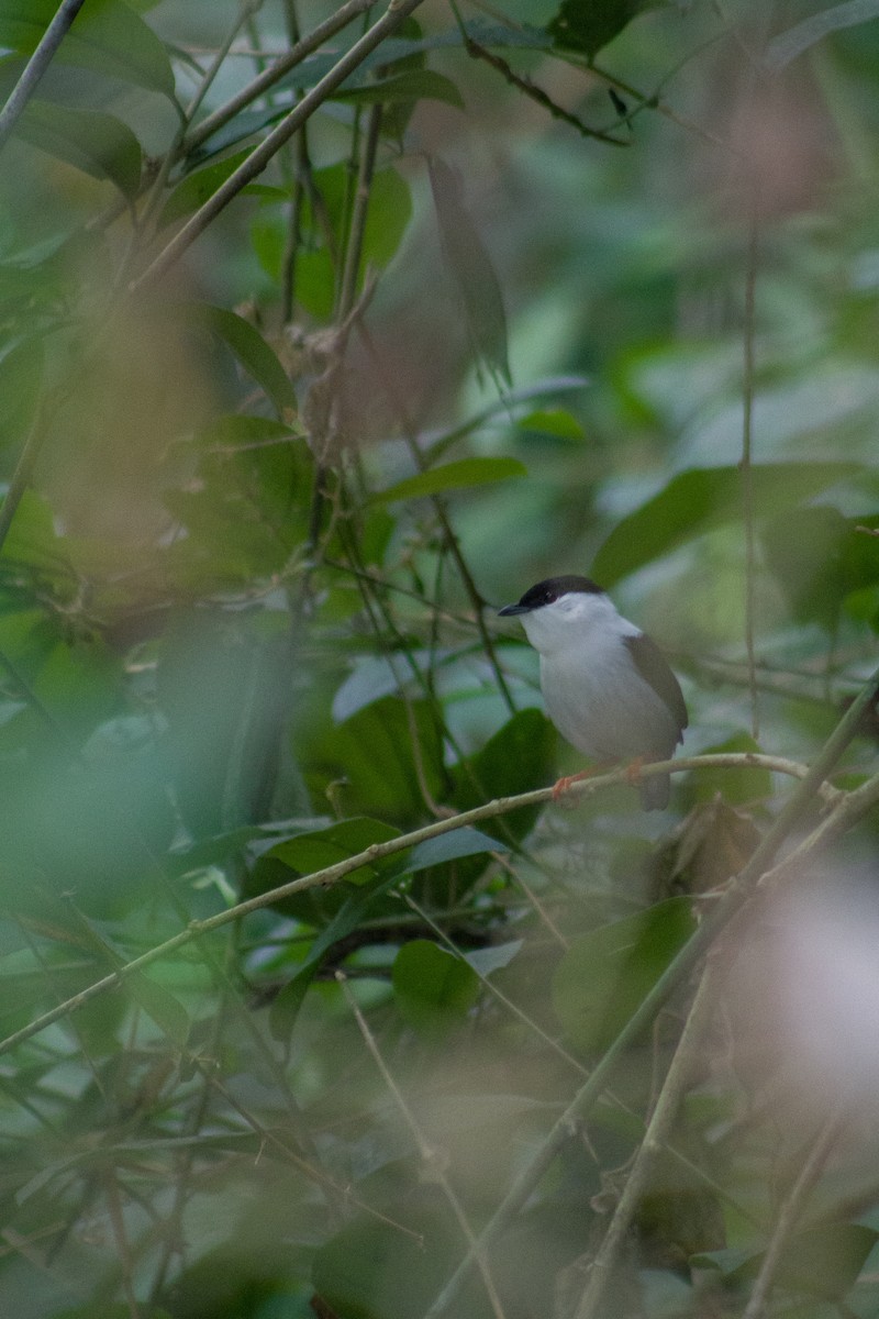 White-bearded Manakin - ML609947335