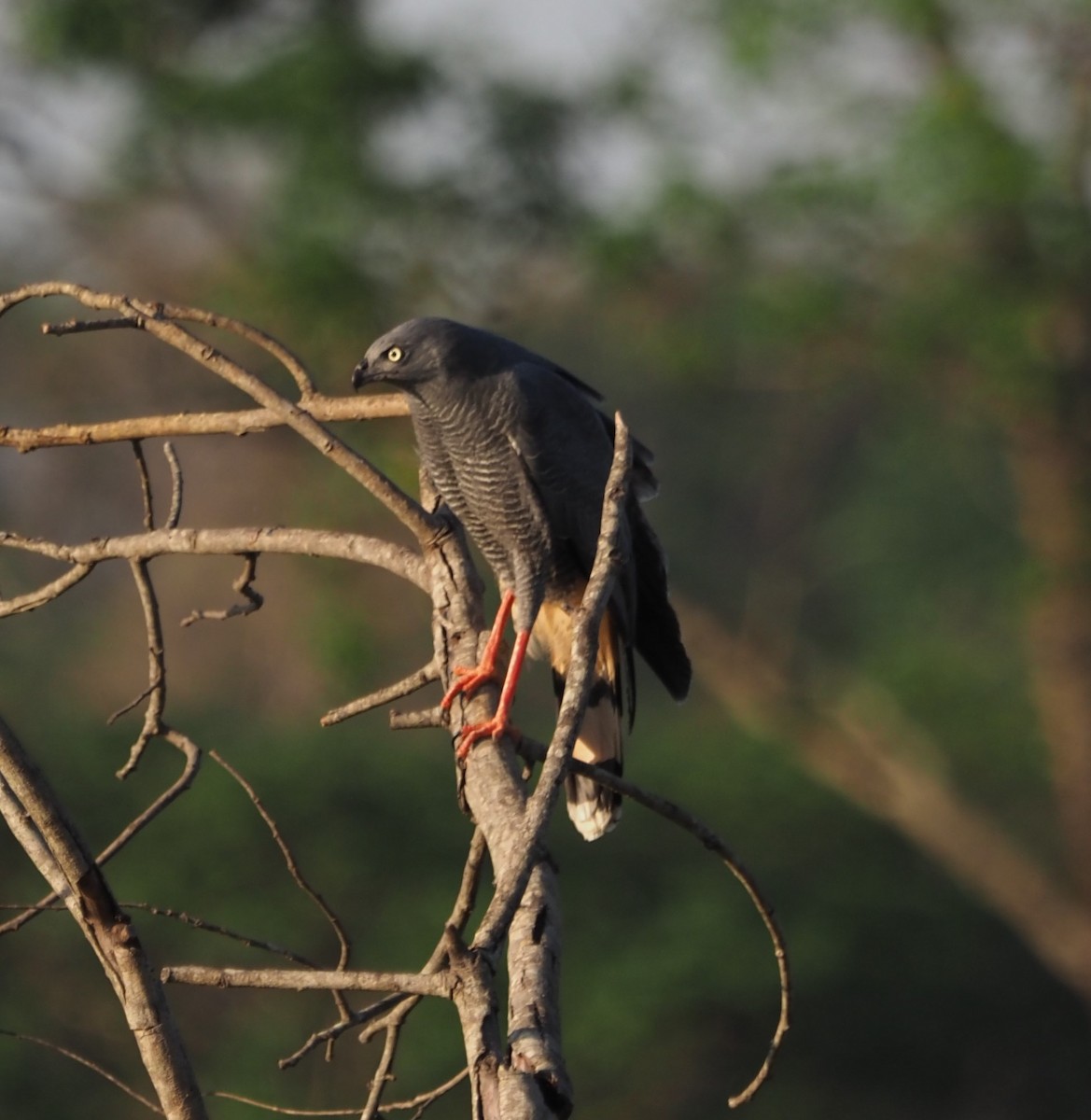 Crane Hawk - ML609947366