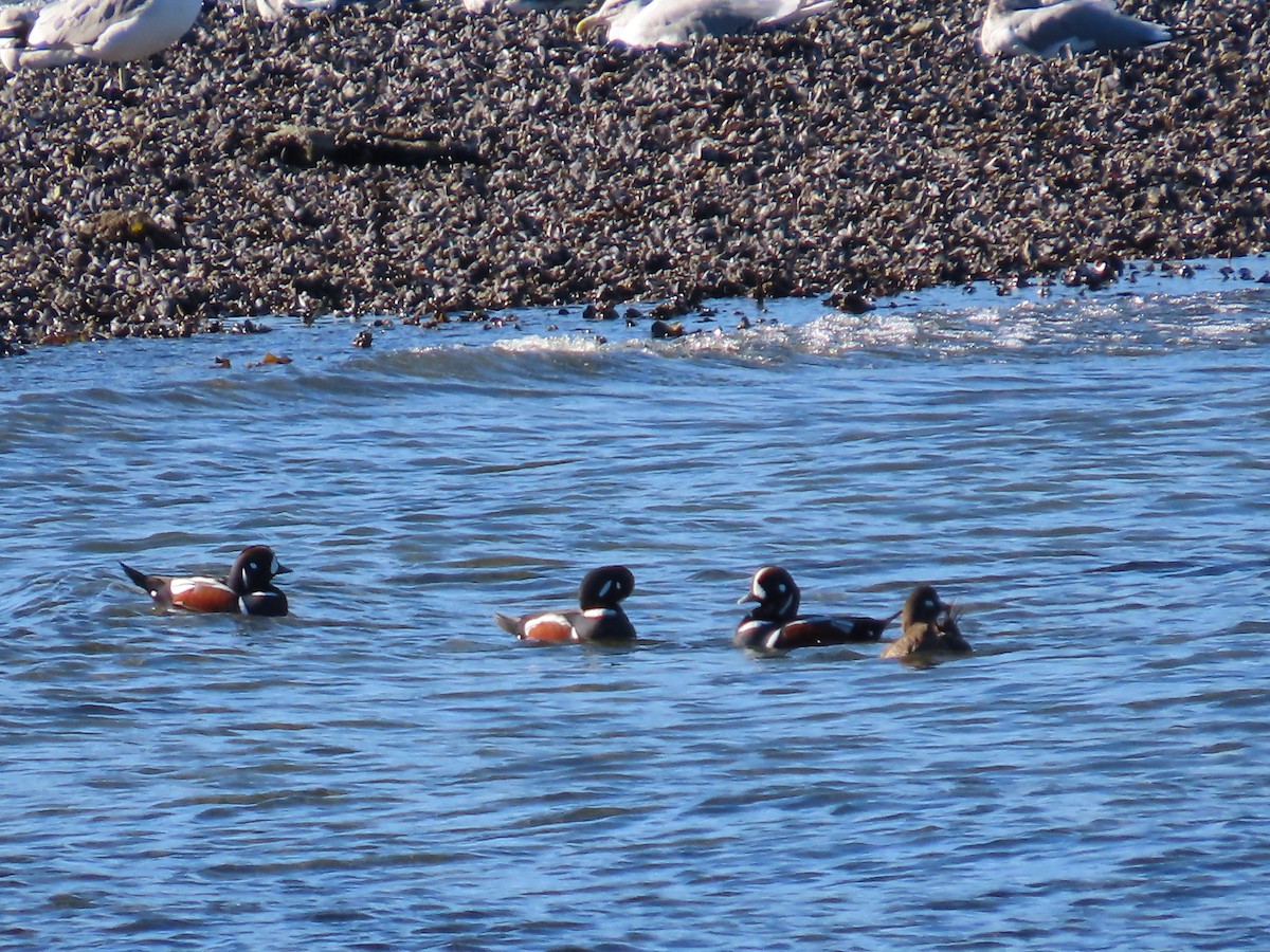 Harlequin Duck - ML609947368