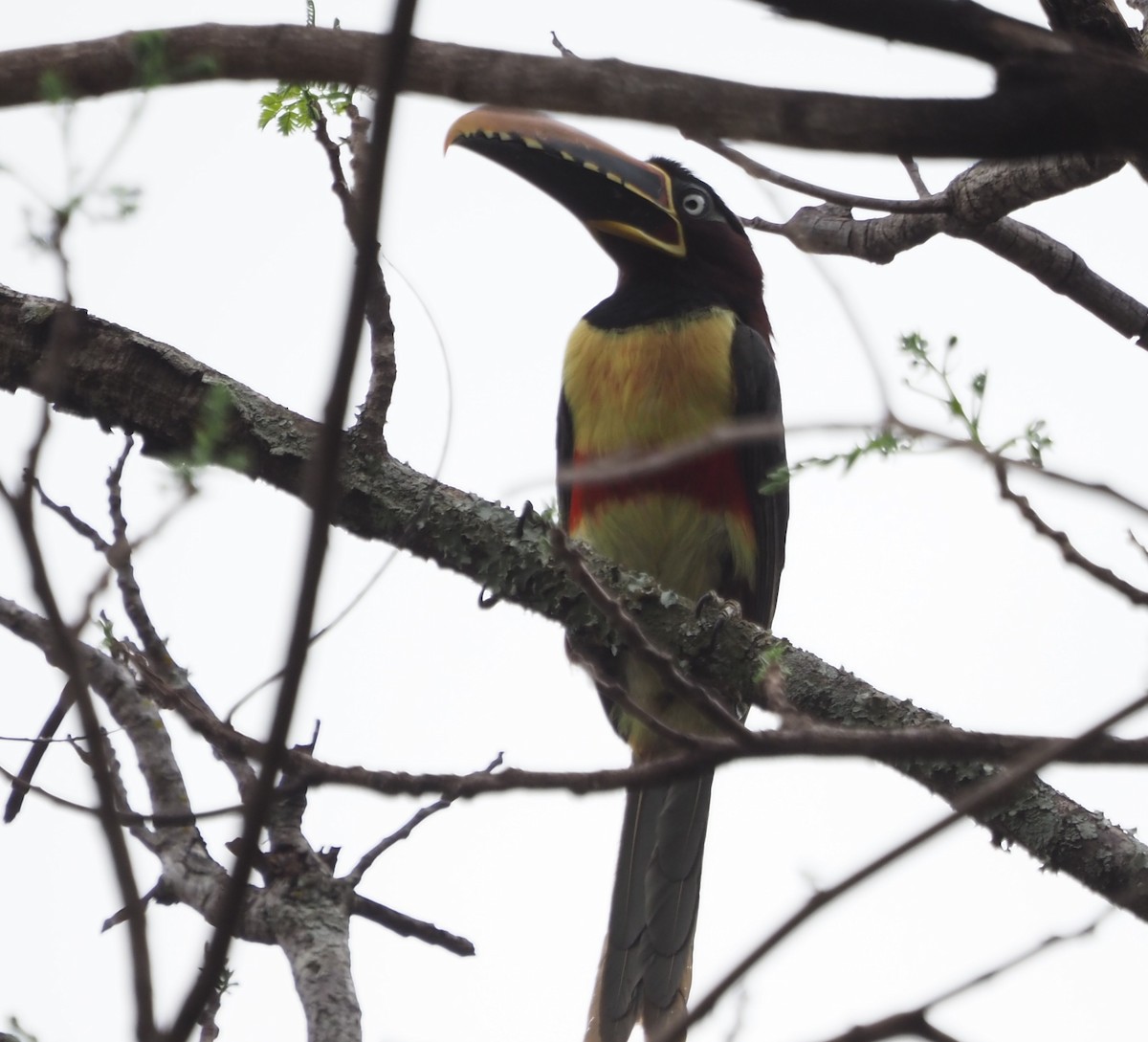 Chestnut-eared Aracari - ML609947370