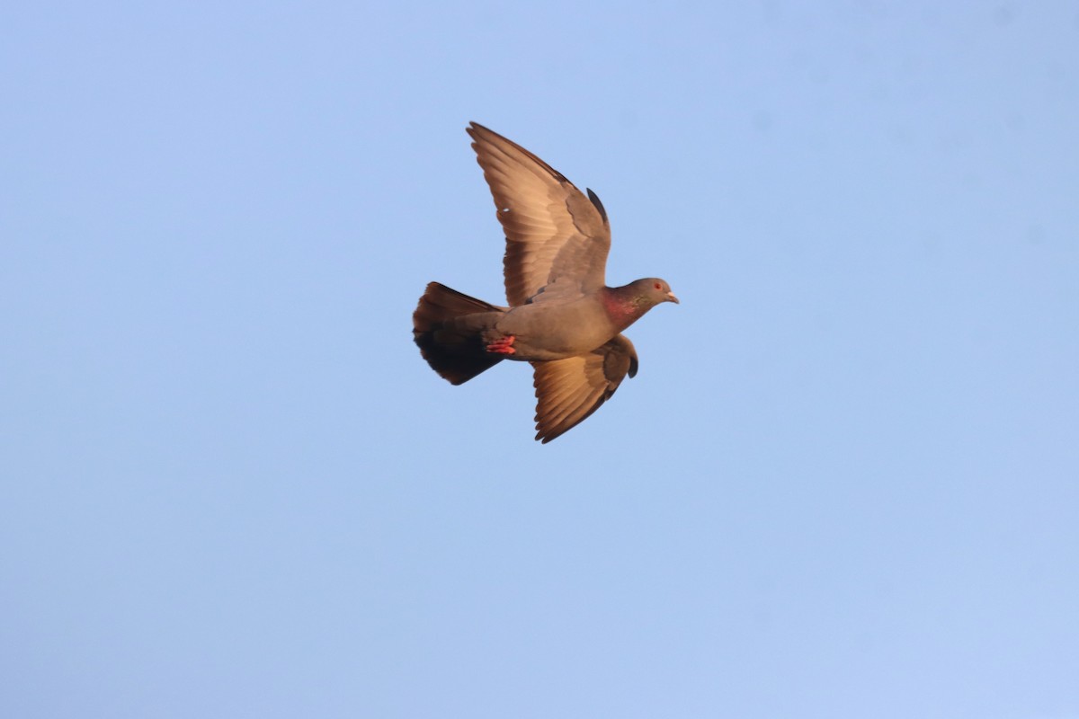 Rock Pigeon (Feral Pigeon) - ML609947377