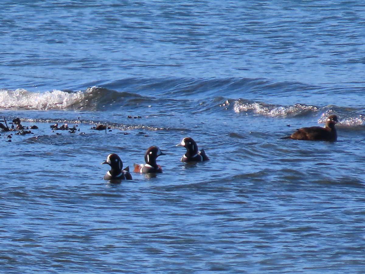 Harlequin Duck - ML609947382