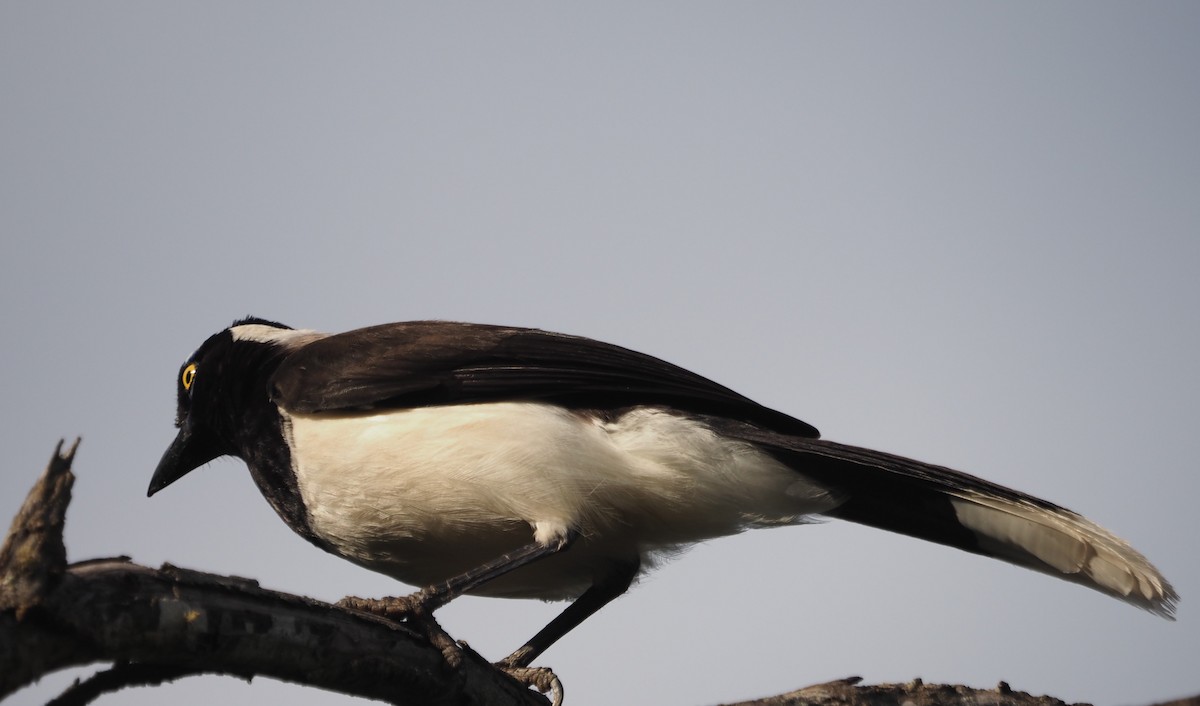 White-naped Jay - ML609947384