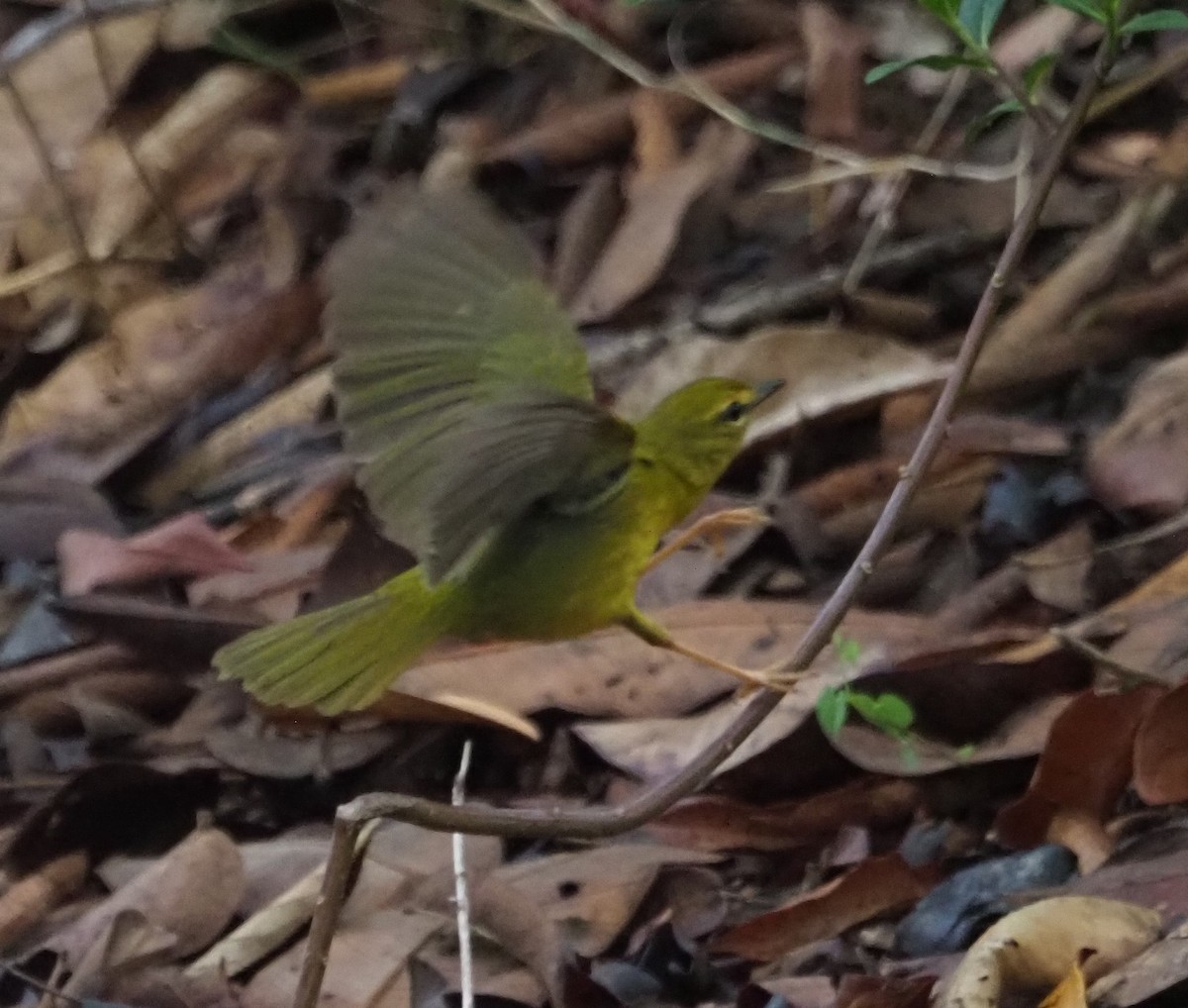 Flavescent Warbler - ML609947385