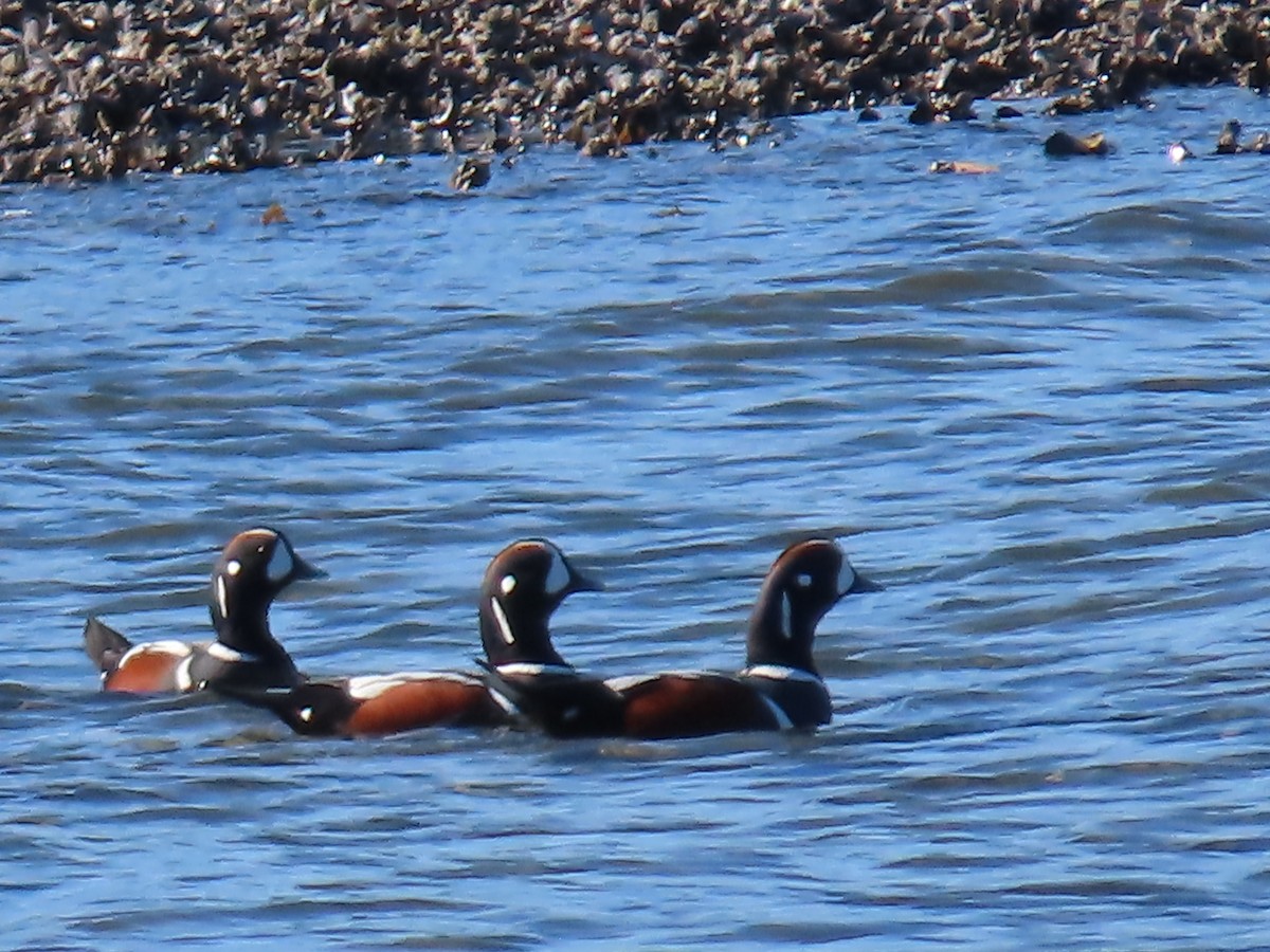 Harlequin Duck - ML609947387