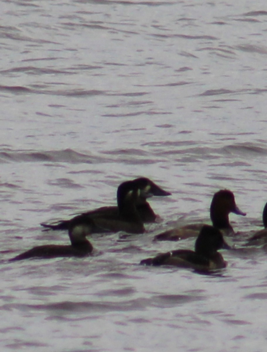 Black Scoter - ML609947409