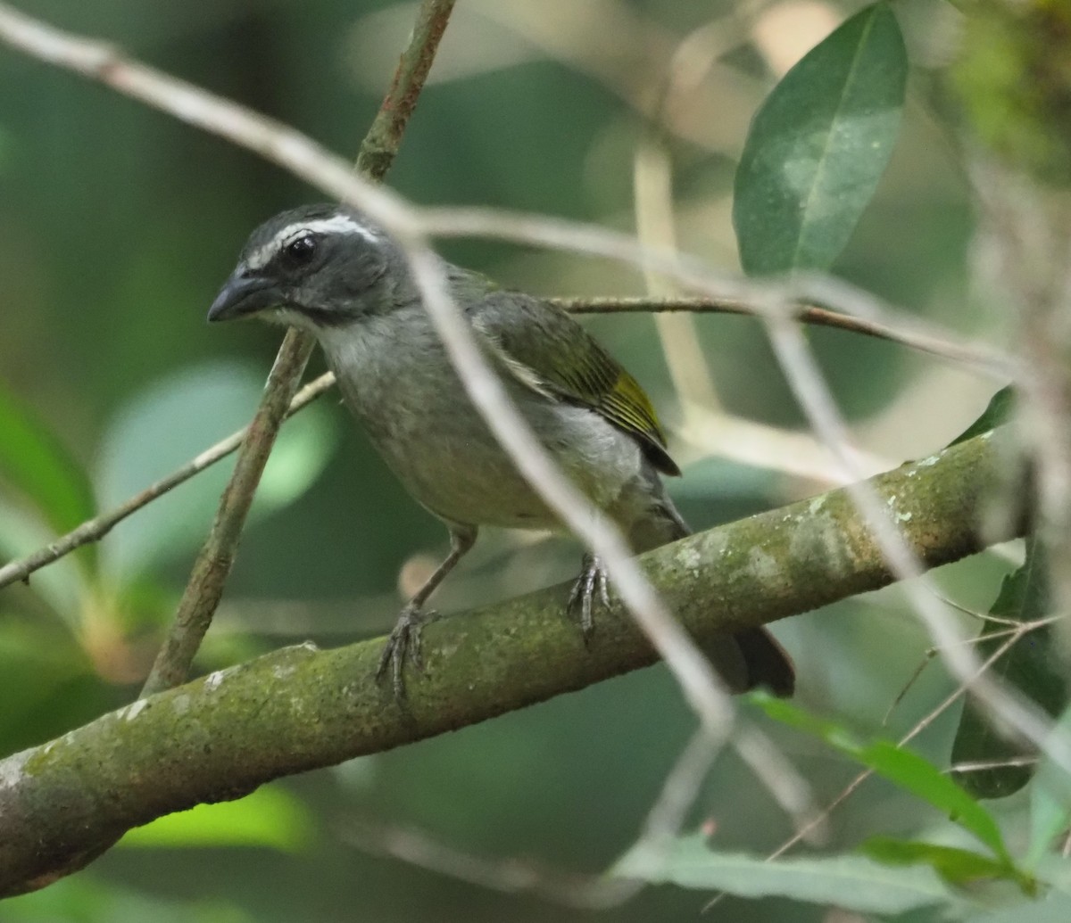 Green-winged Saltator - ML609947450