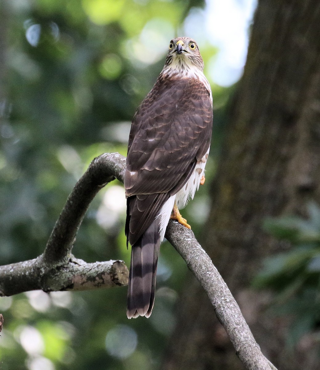 Sharp-shinned Hawk - ML609947456