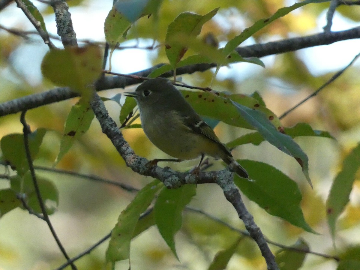 Ruby-crowned Kinglet - ML609947458