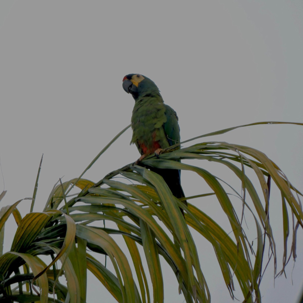 Blue-winged Macaw - ML609947464