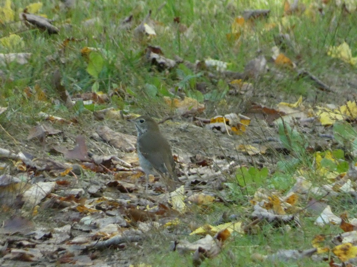 Hermit Thrush - ML609947484