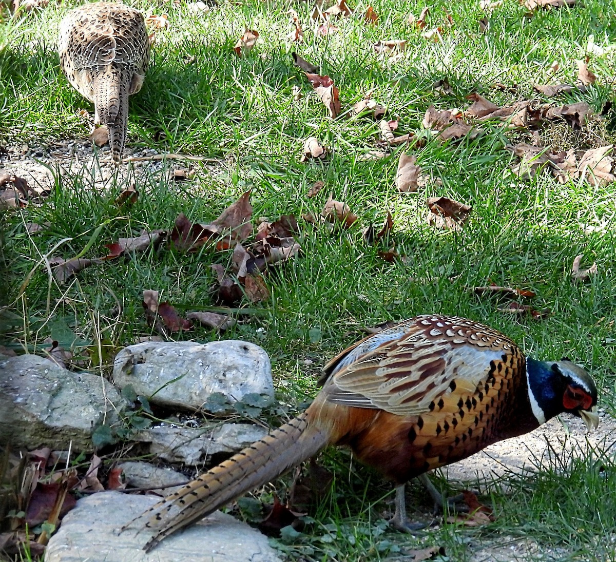 Ring-necked Pheasant - ML609947494