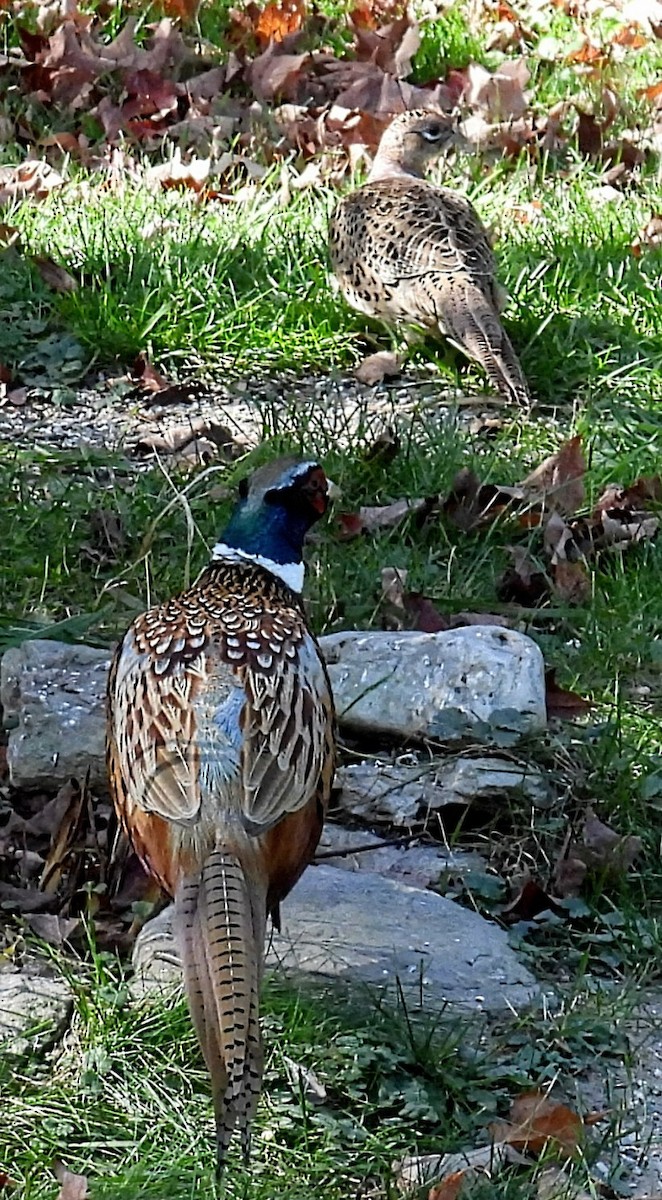 Ring-necked Pheasant - ML609947495