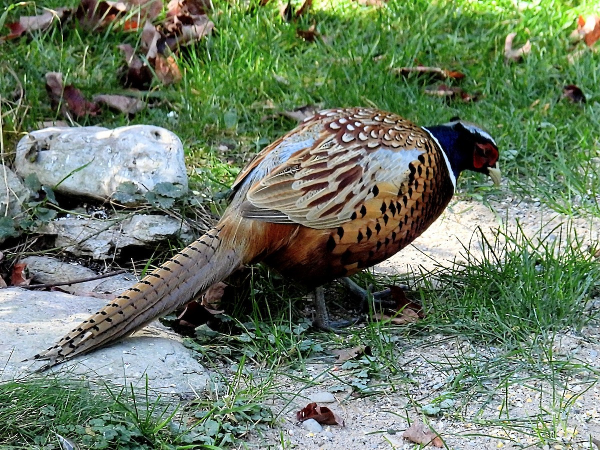 Ring-necked Pheasant - ML609947496