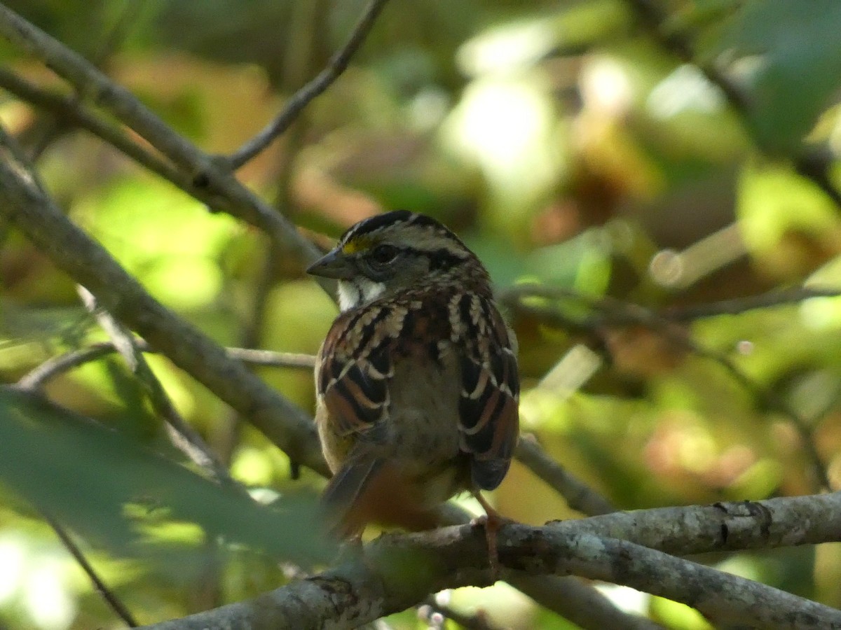 White-throated Sparrow - ML609947509