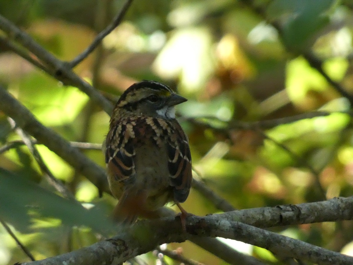 White-throated Sparrow - ML609947510