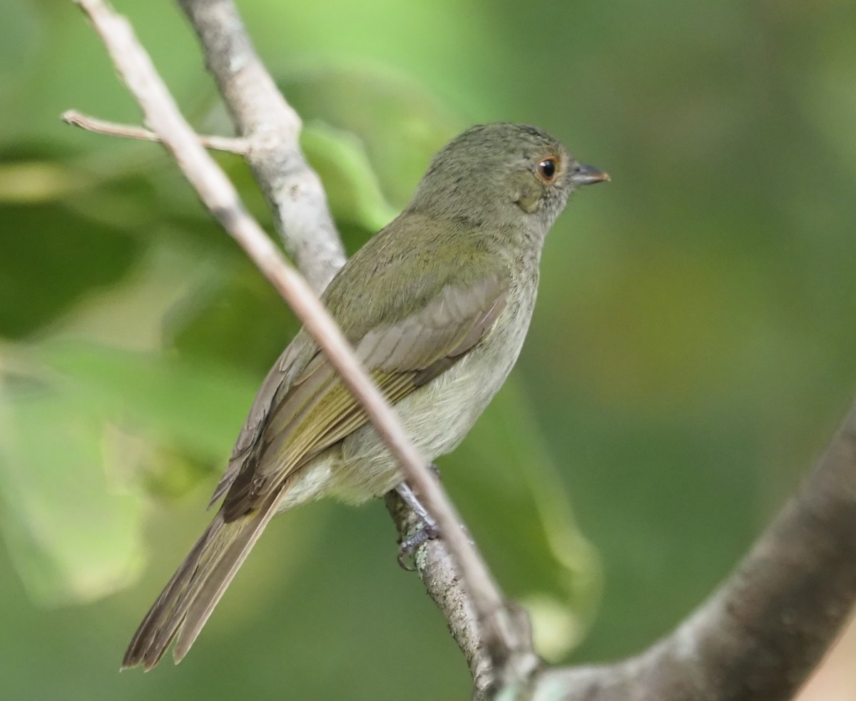 Pale-bellied Tyrant-Manakin - ML609947520