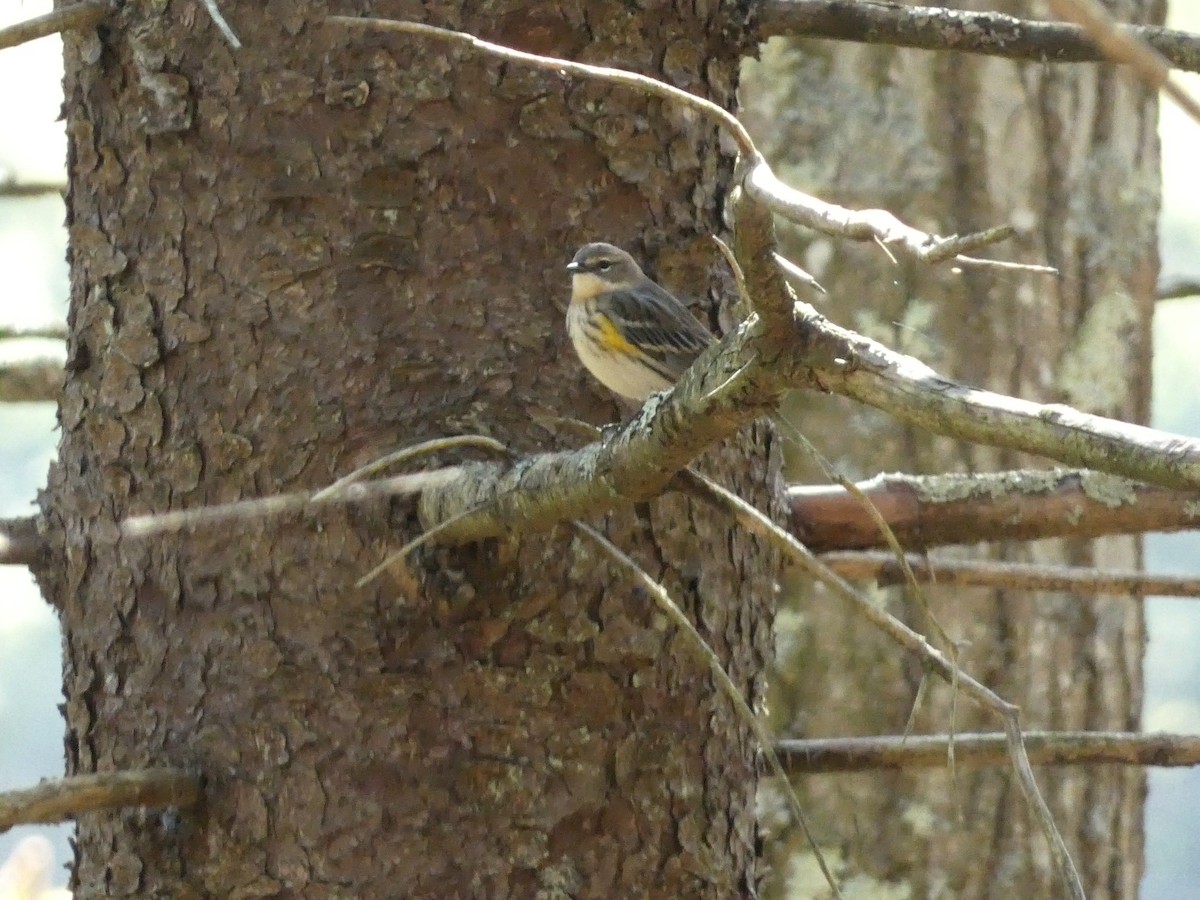 Yellow-rumped Warbler - ML609947527