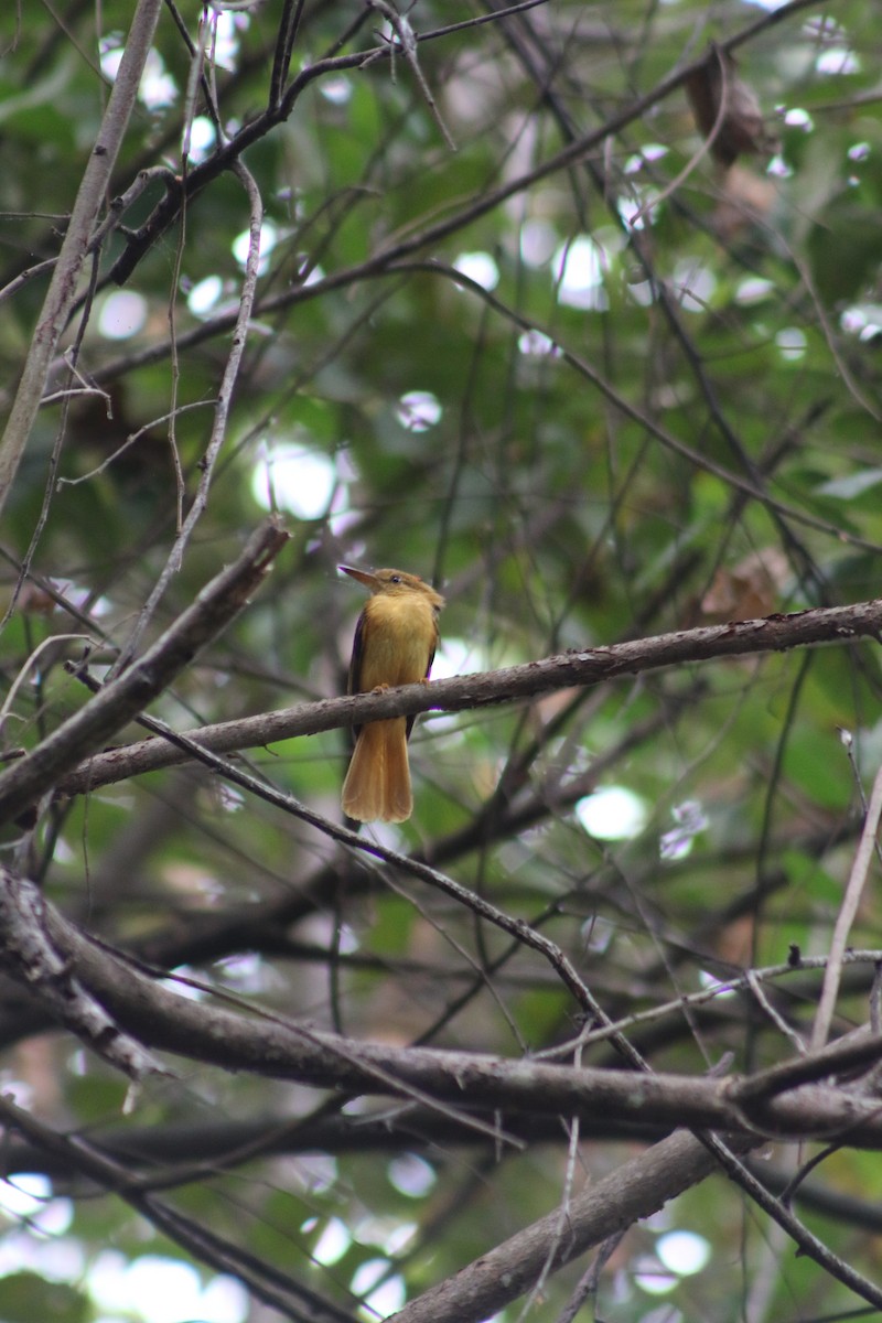 Tropical Royal Flycatcher - ML609947700