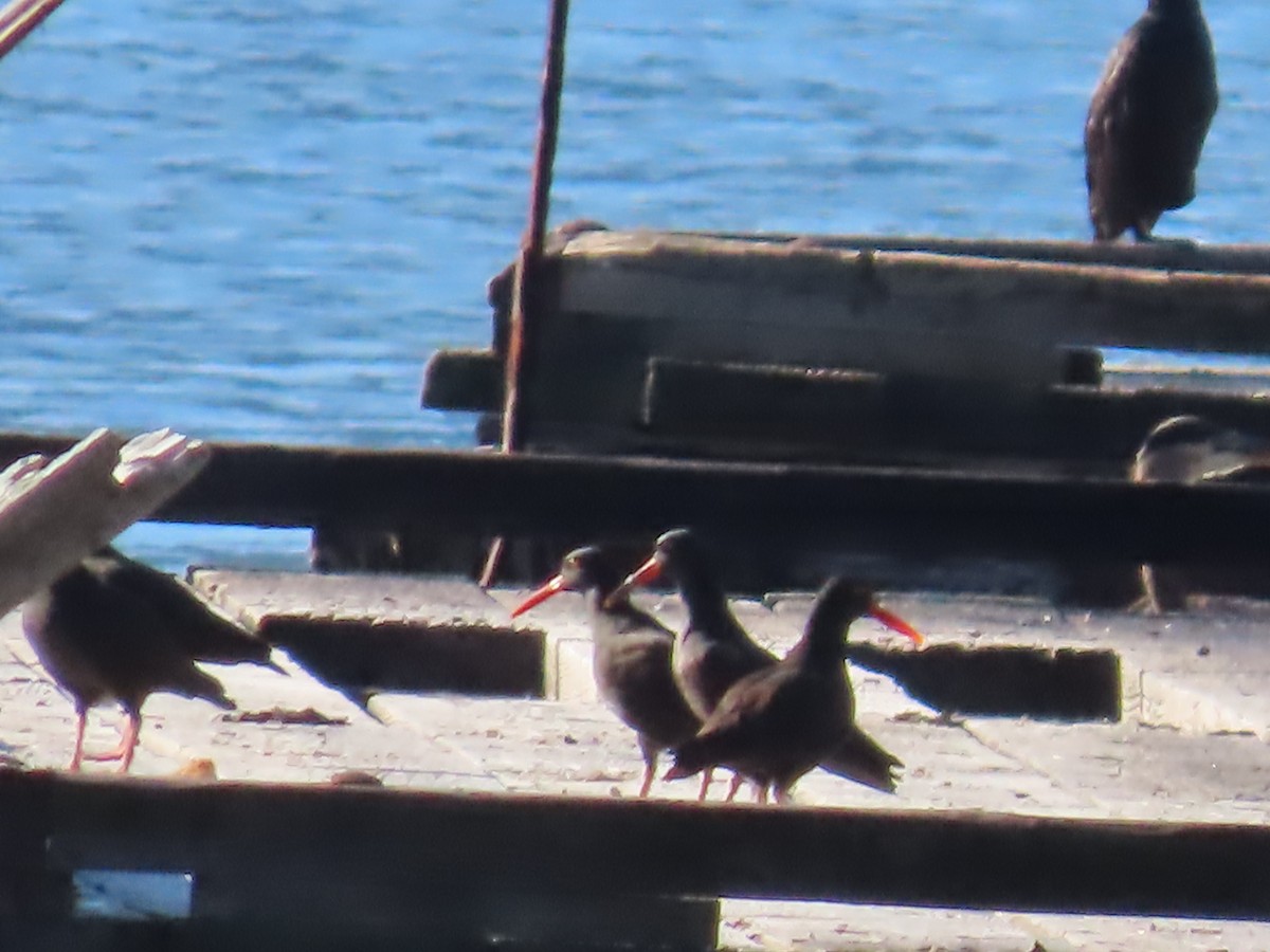 Black Oystercatcher - ML609947736